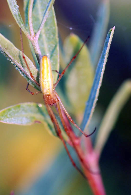 Tetragnatha sp.